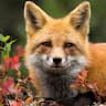 AverageFoxEnthusiast avatar
