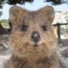 BoredQuokka avatar